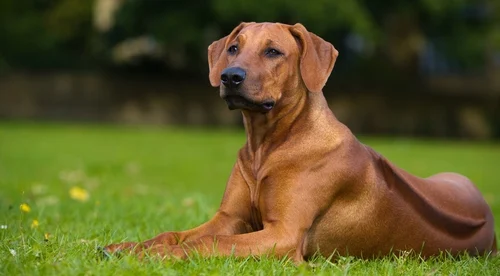 Good Boys LLC team in Cambridge, MA - people or person